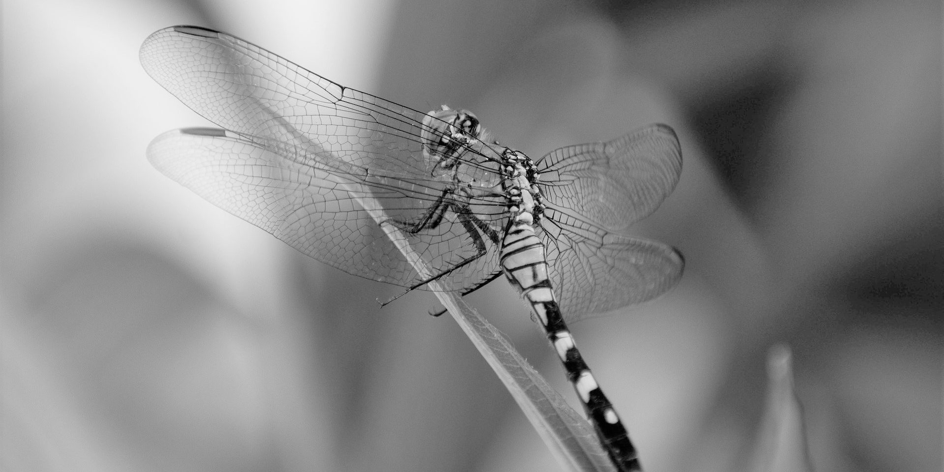 libellule métamorphose kinesiologie saint andre de cubzac Nathalie Seiller