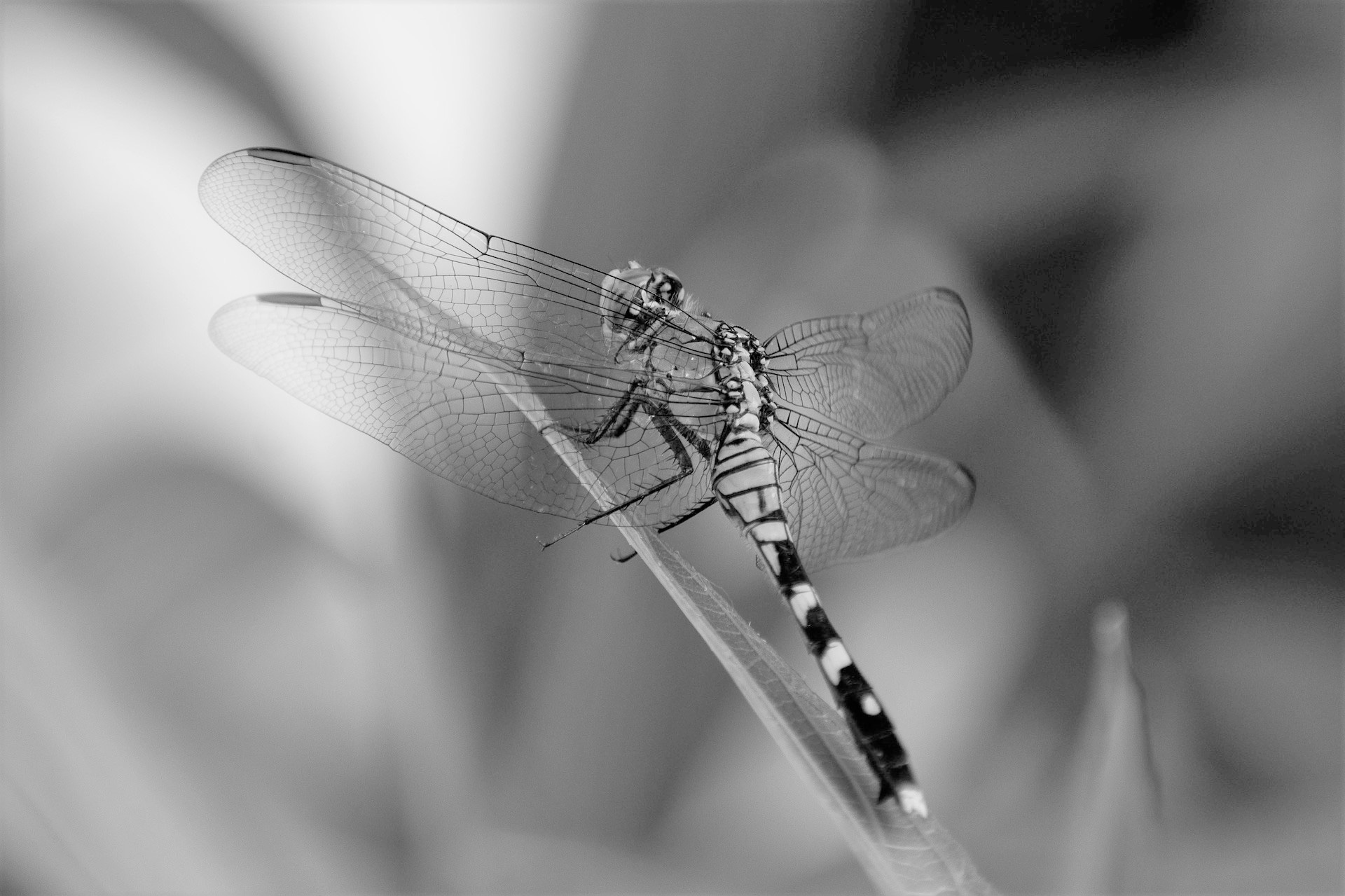 libellule métamorphose kinesiologie saint andre de cubzac Nathalie Seiller